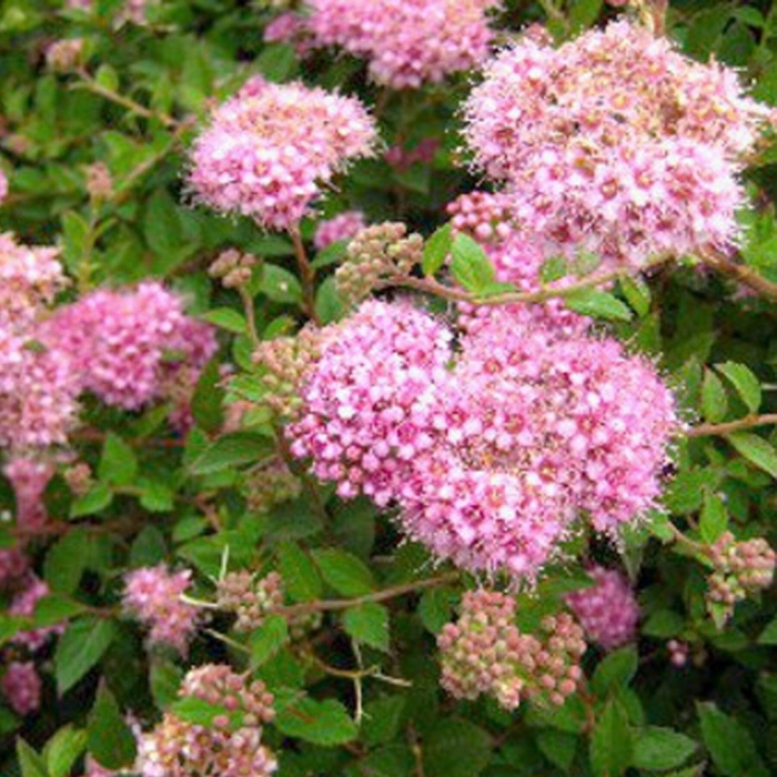 Спирея японская нана