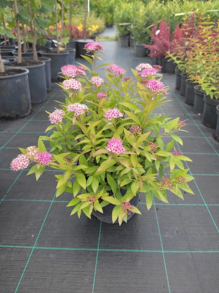 Спирея дженпей