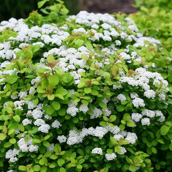 Спирея березолистная