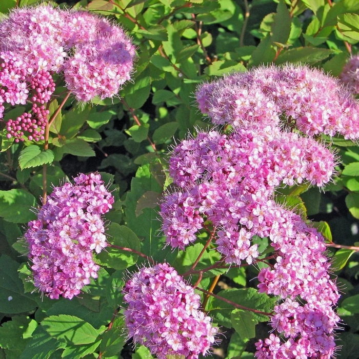 Спирея японская оденсала