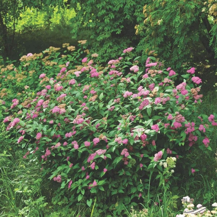 Спирея японская фробели