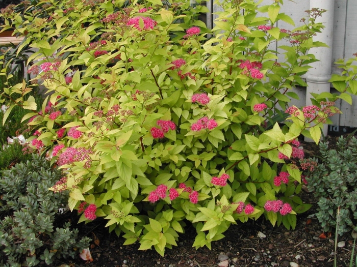 Спирея японская голдфлейм