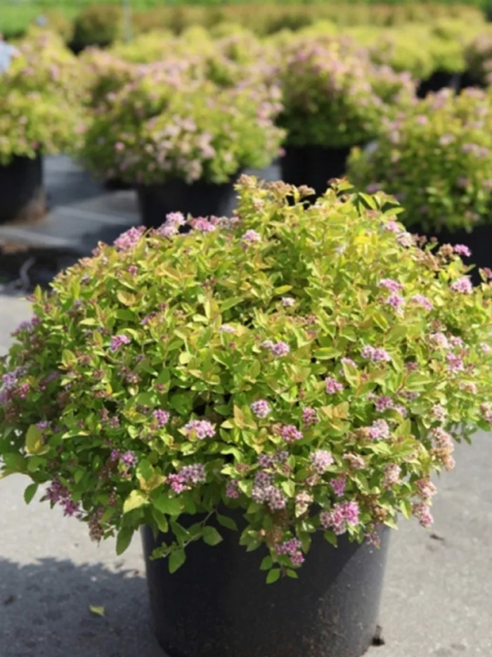 Спирея японская зен спирит карамель