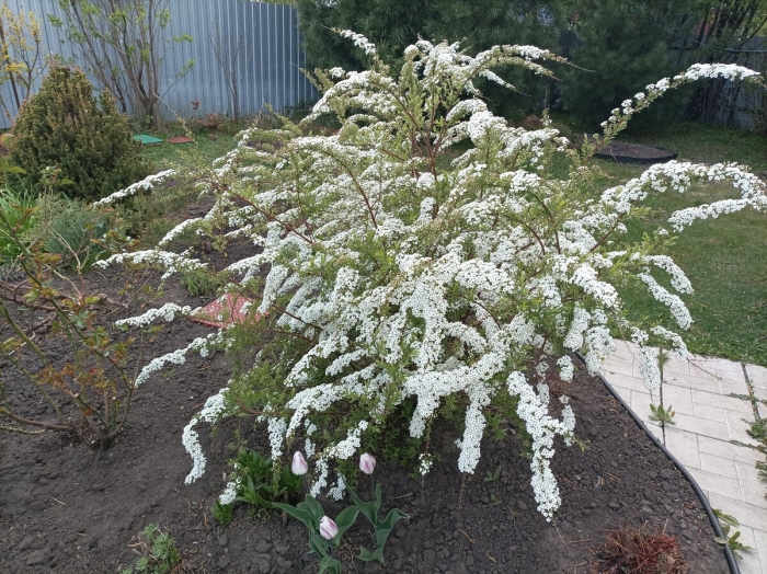 Спирея серая грефшейм