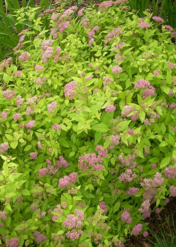 Спирея goldmound