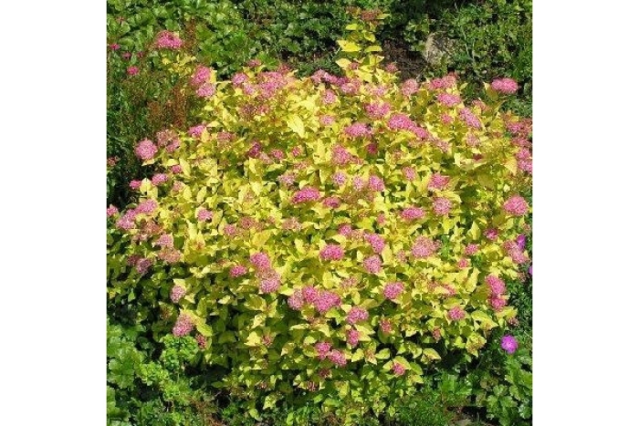 Спирея японская голден принцесс