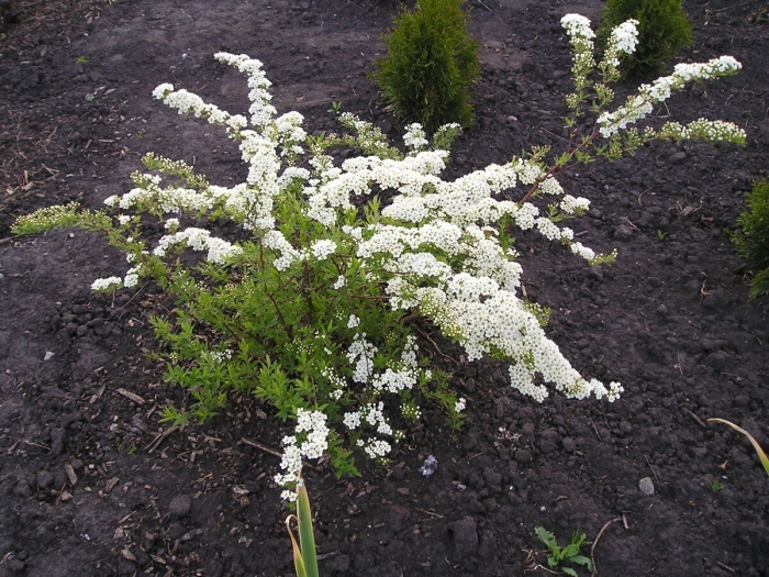 Спирея аргута arguta