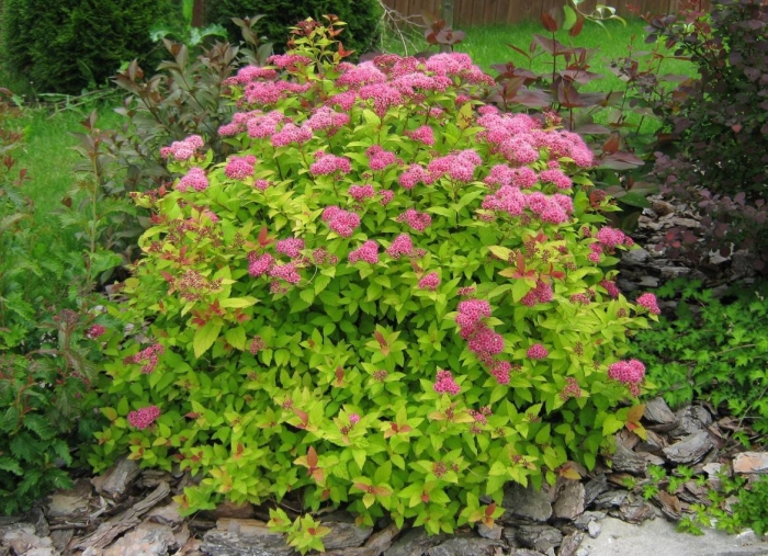 Спирея летнецветущая