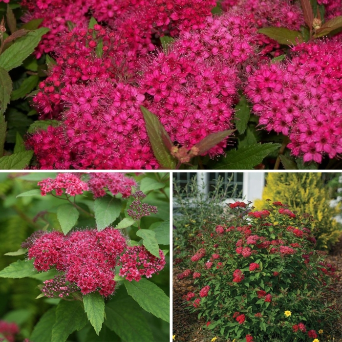 Спирея кантри ред