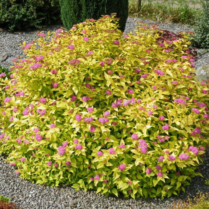 Спирея японская голдмаунд