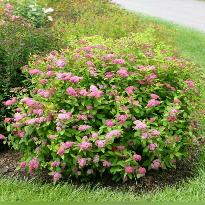 Спирея японская