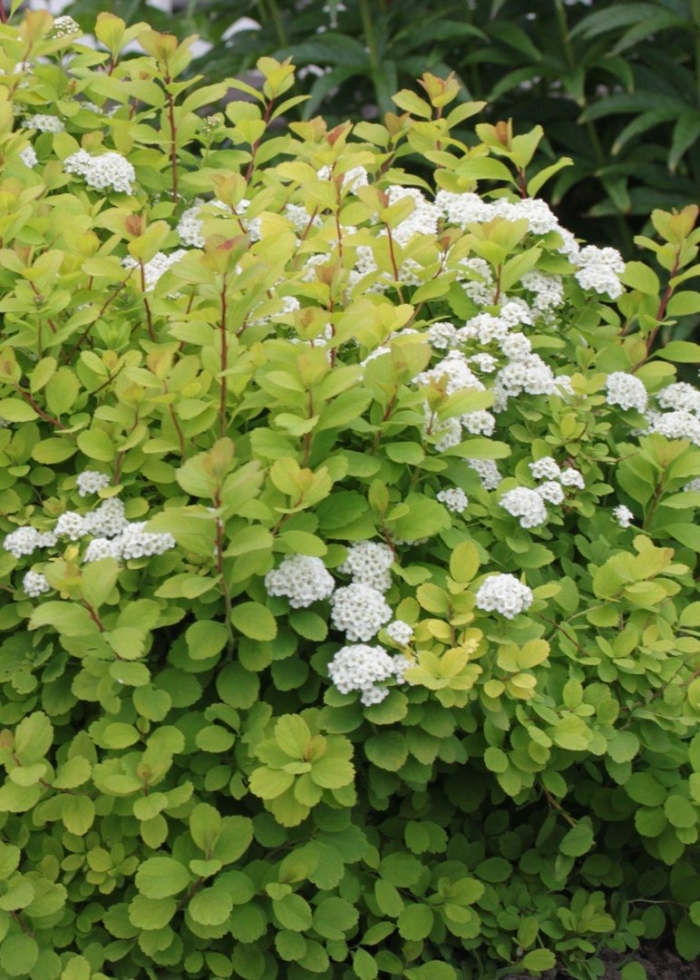 Спирея березолистная (spiraea betulifolia &#96;torgold&#96;)