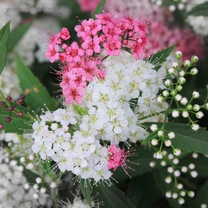 Спирея японская широбана