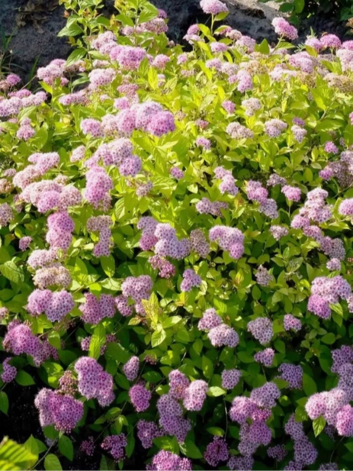 Голден принцесс спирея