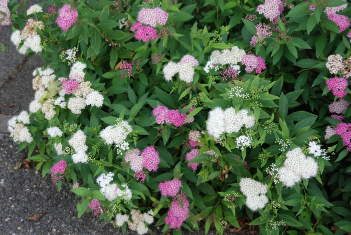 Спирея генпей широбана