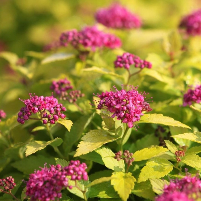 Спирея кэндллайт