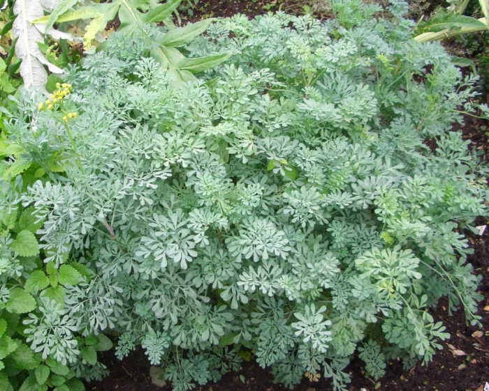 Полынь artemisia arborescens powis