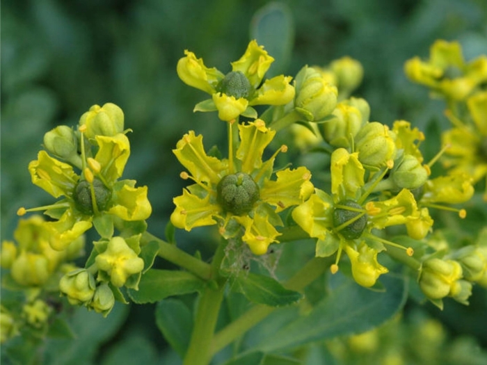 Рута растение