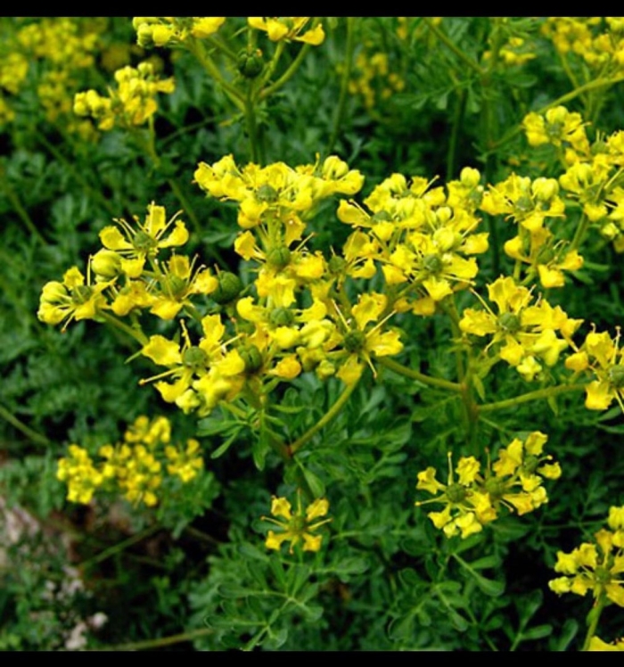 Рута душистая