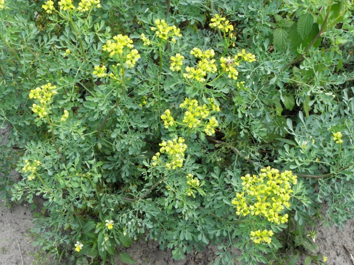 Рута душистая