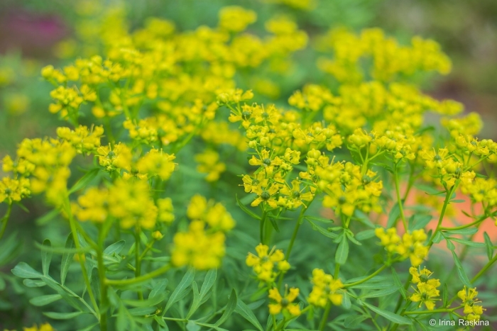 Euphorbia cyparissias молодой