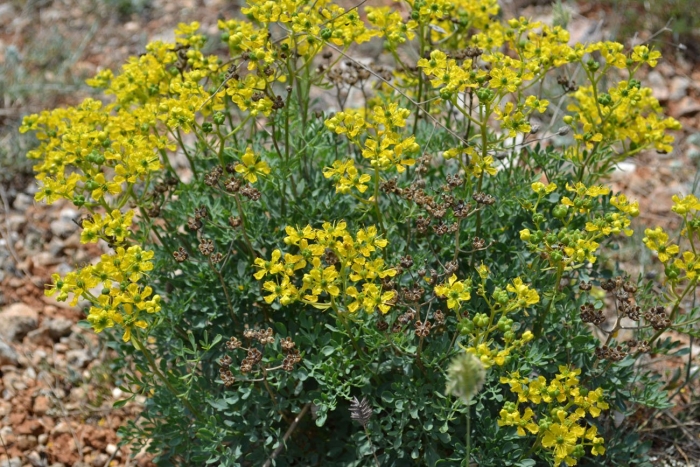 Растение рута