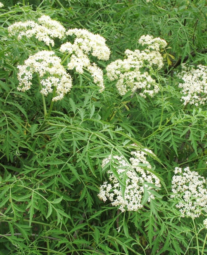 Бузина черная лациниата