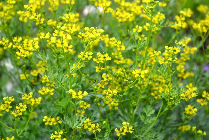 Рута душистая