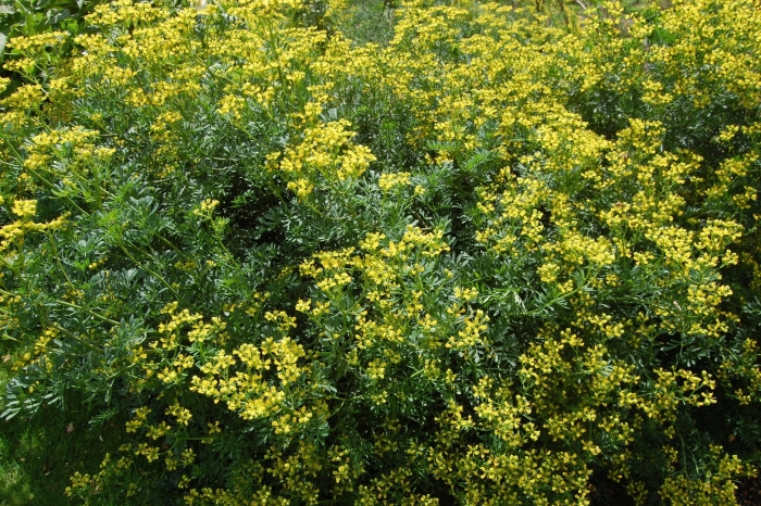 Рута душистая (пахучая)