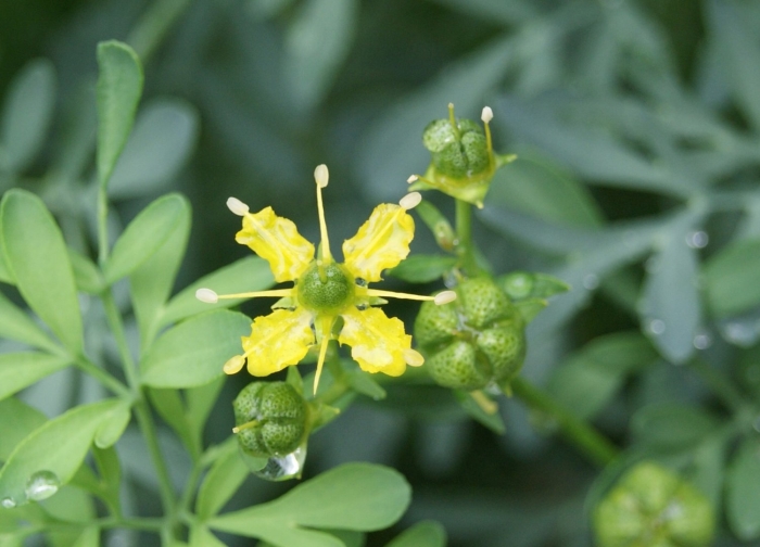 Рута душистая