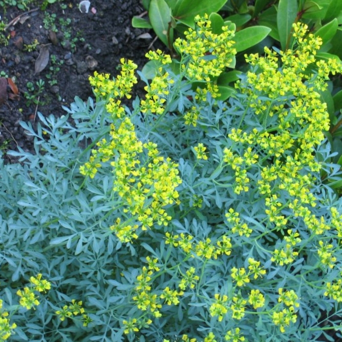 Рута душистая (пахучая)