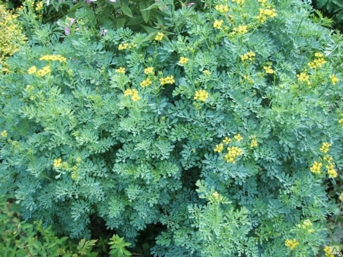 Рута душистая