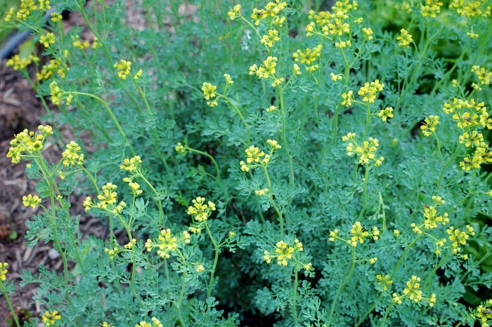 Рута гравеоленс