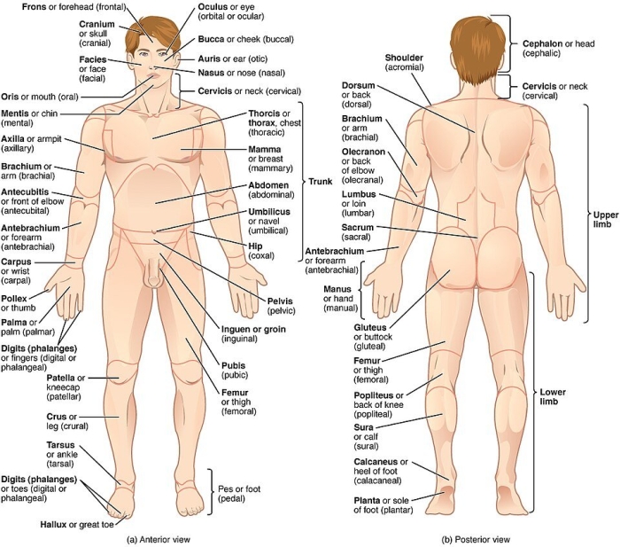 Anatomical terminology