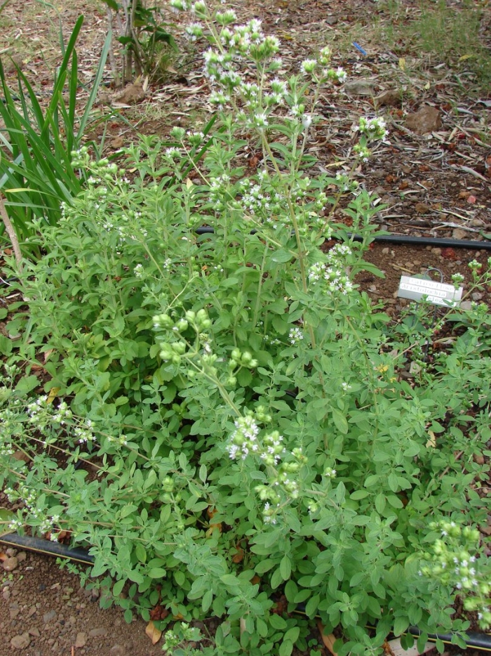 Origanum majorana