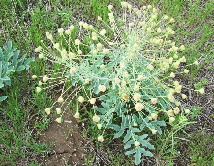 Ферула асафетида