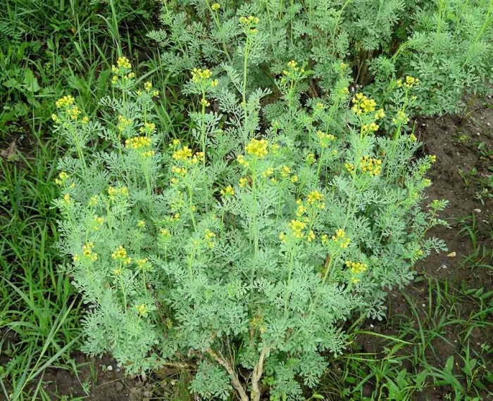 Ruta graveolens