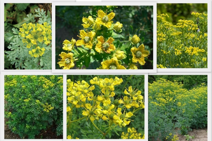 Рута душистая кружевница