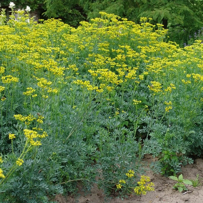 Рута овощная кружевница