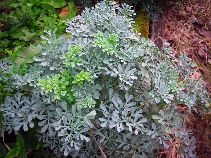 Полынь стеллера silver brocade