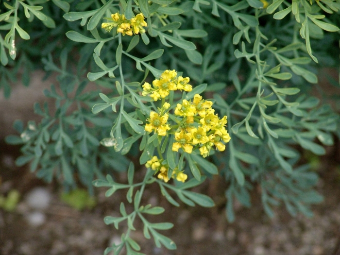 Рута душистая