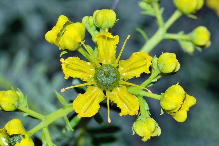 Рута цветок