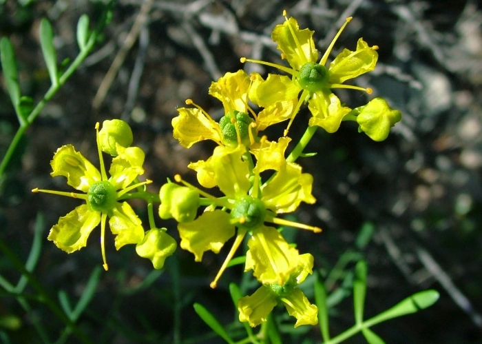 Рута душистая