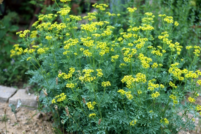 Рута душистая трава