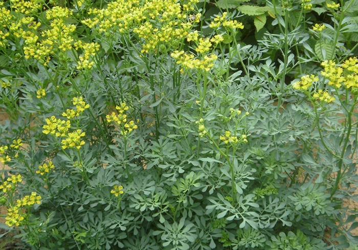 Ruta graveolens