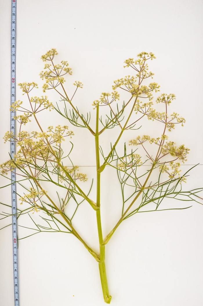 Peucedanum morisonii