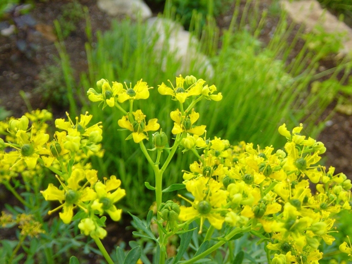 Рута душистая