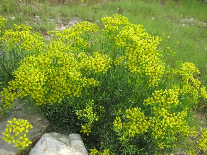 Молочай кипарисовый euphorbia cyparissias