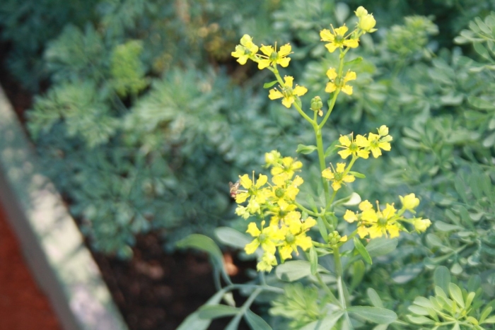 Рута душистая (пахучая)