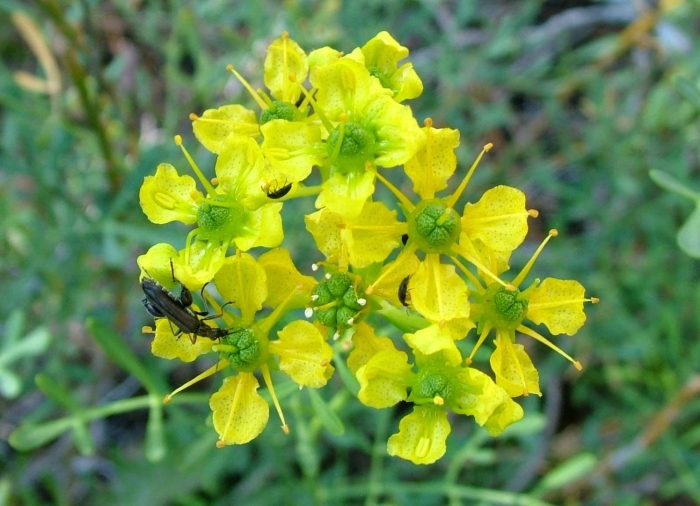 Душистая трава